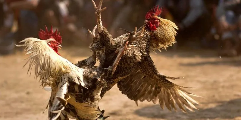 Đá gà cựa dao – Hình thức thi đấu đầy kịch tính và cuốn hút